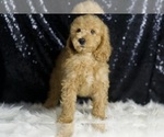 Small #3 Goldendoodle (Miniature)
