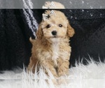 Small Maltipoo