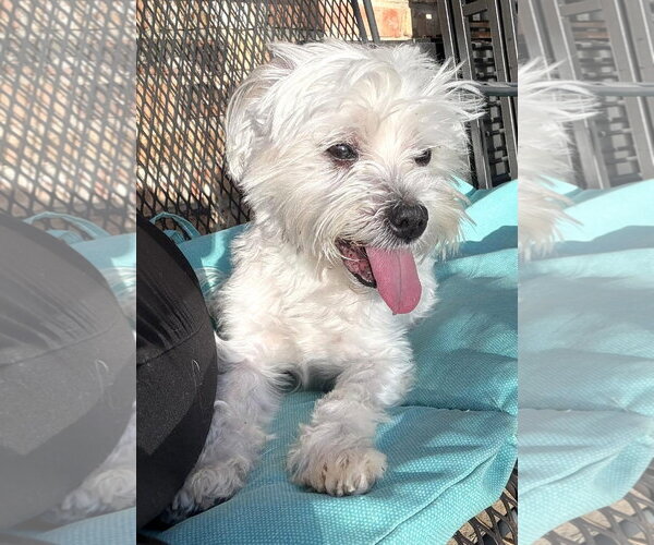 Medium Photo #14 Maltese Puppy For Sale in Boonton, NJ, USA