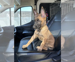 Puppy Star Belgian Malinois
