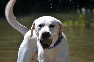 Labrador Retriever Puppy for sale in WAXHAW, NC, USA