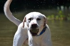 Small Photo #1 Labrador Retriever Puppy For Sale in WAXHAW, NC, USA