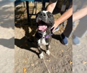 Medium American Pit Bull Terrier