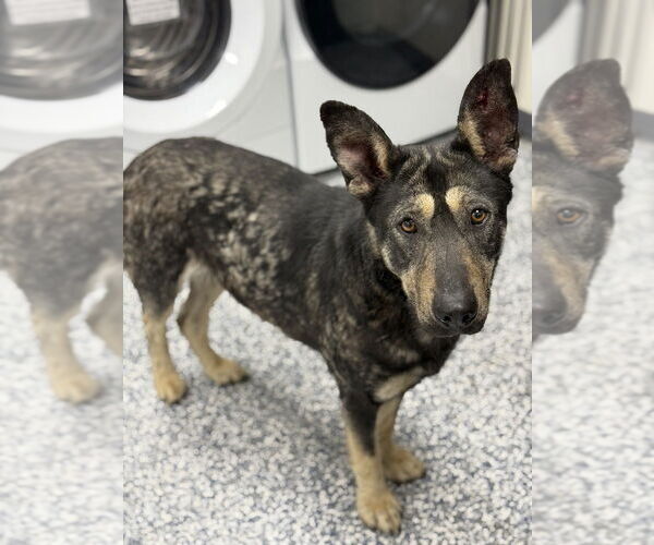 Medium Photo #2 German Shepherd Dog-Unknown Mix Puppy For Sale in Bemidji, MN, USA