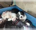 Puppy Weiler Australian Shepherd