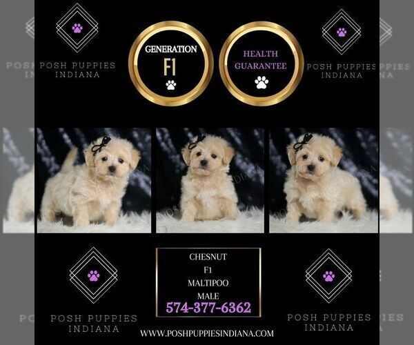 Medium Photo #3 Maltipoo (Miniature) Puppy For Sale in WARSAW, IN, USA