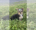 Small #3 Yorkshire Terrier