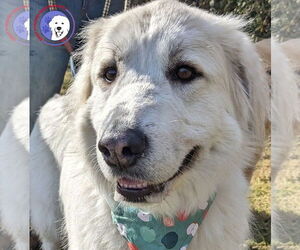 Izzy - Female Great Pyrenees Dog for Adoption - Photo #4
