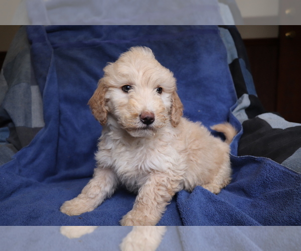 Medium Photo #2 Goldendoodle-Poodle (Miniature) Mix Puppy For Sale in SHILOH, OH, USA