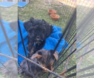 Morkie Puppy for sale in WHITE OAK, GA, USA