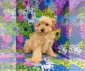 Cockapoo-Poodle (Miniature) Mix Puppy for sale in PEACH BOTTOM, PA, USA