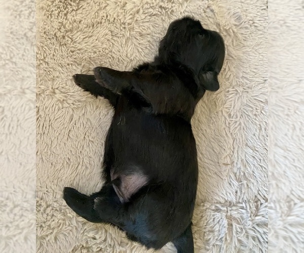 Medium Photo #2 Shih Tzu Puppy For Sale in KETTLE FALLS, WA, USA