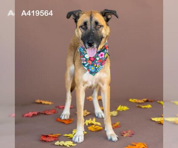 Medium Photo #1 German Shepherd Dog-Unknown Mix Puppy For Sale in Conroe, TX, USA