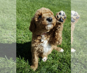 Cavalier King Charles Spaniel-Poodle (Toy) Mix Puppy for sale in MATTOON, IL, USA