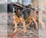 Small German Shepherd Dog Mix
