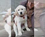 Small Photo #4 Golden Retriever Puppy For Sale in Germanton, TN, USA