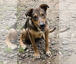 Small #1 Mutt