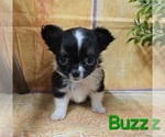 Puppy Buzz Chihuahua