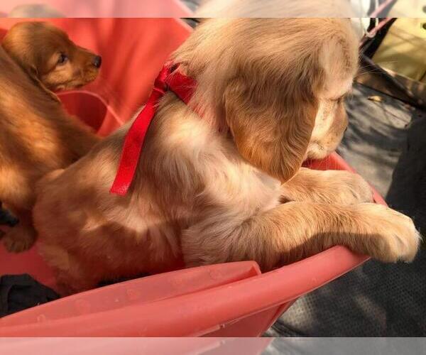 Medium Photo #7 Golden Retriever Puppy For Sale in LA JOLLA, CA, USA