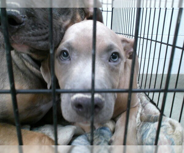Medium Photo #1 American Pit Bull Terrier-Unknown Mix Puppy For Sale in Oklahoma City, OK, USA