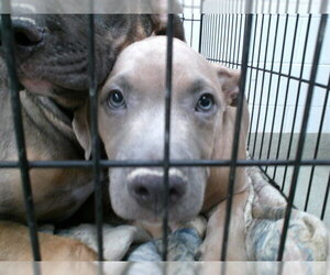 American Pit Bull Terrier-Unknown Mix Dogs for adoption in Oklahoma City, OK, USA