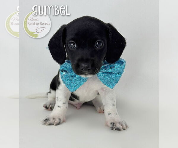Medium Photo #2 Chiweenie Puppy For Sale in Benton, LA, USA