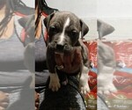 Puppy 3 American Pit Bull Terrier-Boerboel Mix