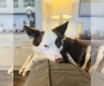 Small Photo #1 Border Collie Puppy For Sale in MARYVILLE, TN, USA