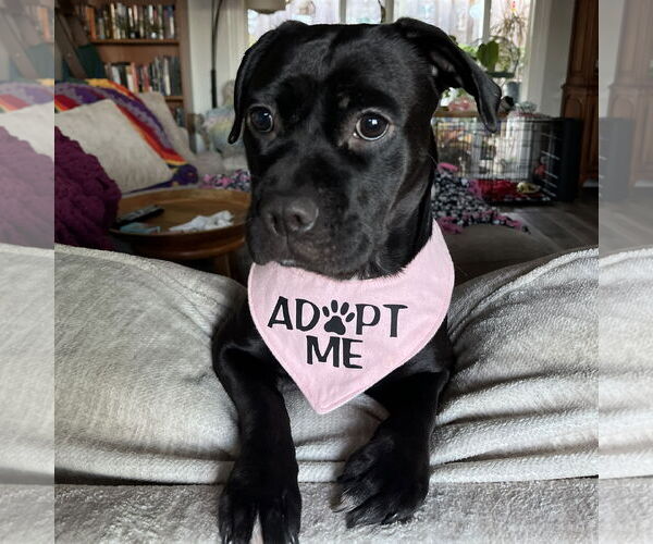 Medium Photo #4 Beagle-Unknown Mix Puppy For Sale in San Jose, CA, USA