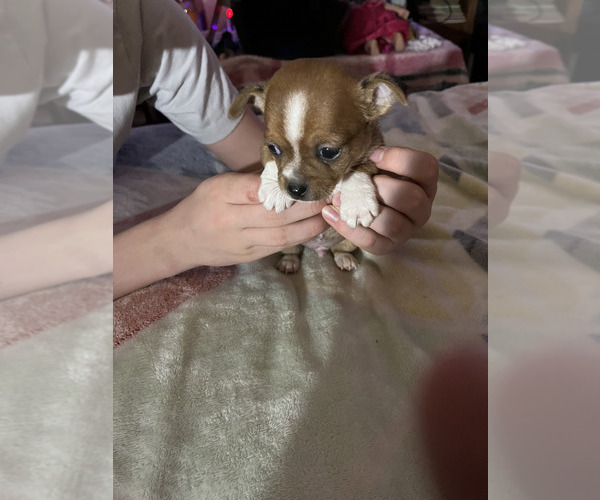 Medium Photo #2 ShiChi Puppy For Sale in FITZGERALD, GA, USA