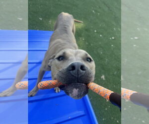 Tip - Female American Bulldog-Unknown Mix Dog for Adoption - Photo #21