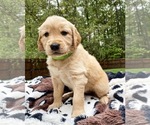 Small Photo #7 Golden Retriever Puppy For Sale in BUTNER, NC, USA
