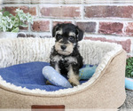 Small #4 Schnauzer (Miniature)
