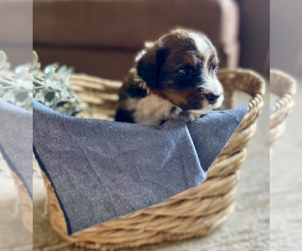 Medium Photo #2 Bernedoodle Puppy For Sale in BUFFALO, MO, USA