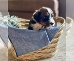 Small #1 Bernedoodle