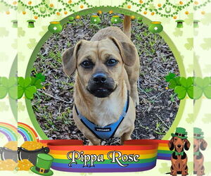 Dachshund-Unknown Mix Dogs for adoption in San Antonio, TX, USA