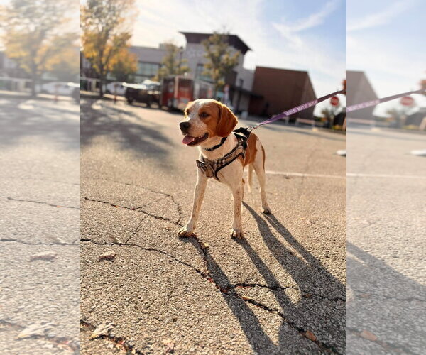 Medium Photo #2 Beagle-Unknown Mix Puppy For Sale in Germantown, OH, USA