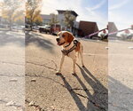 Small Photo #2 Beagle-Unknown Mix Puppy For Sale in Germantown, OH, USA