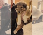 Puppy Puppy 4 Collie