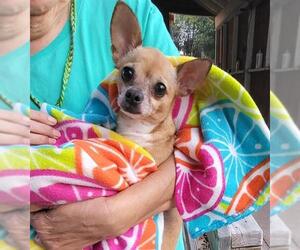 Chihuahua-Unknown Mix Dogs for adoption in San Antonio, TX, USA
