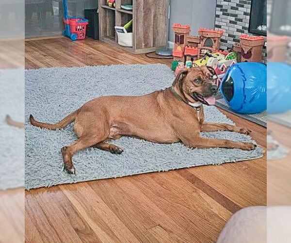 Medium Photo #7 Unknown-Vizsla Mix Puppy For Sale in Huntley, IL, USA