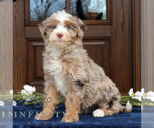 Medium Photo #2 Bernedoodle (Miniature) Puppy For Sale in NARVON, PA, USA