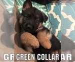 Small Photo #6 German Shepherd Dog Puppy For Sale in ANDERSONVILLE, TN, USA