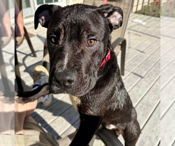 Medium Photo #3 Mutt Puppy For Sale in Canton, CT, USA