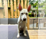 Small #9 Huskies  Mix