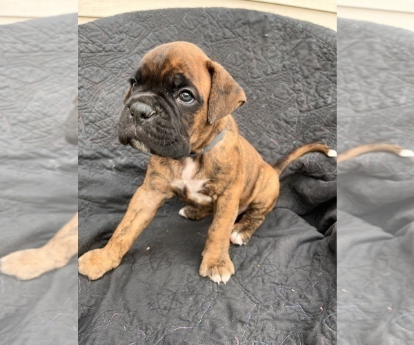 Medium Photo #3 Boxer Puppy For Sale in EUGENE, OR, USA