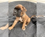 Small Photo #3 Boxer Puppy For Sale in EUGENE, OR, USA