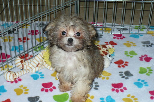 Medium Photo #1 ShihPoo Puppy For Sale in ORO VALLEY, AZ, USA