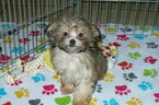 Small Photo #1 ShihPoo Puppy For Sale in ORO VALLEY, AZ, USA
