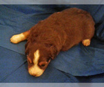 Small Photo #3 Miniature Australian Shepherd Puppy For Sale in HILLIARD, OH, USA